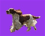 Kennel Baggbo - English Springer Spaniel